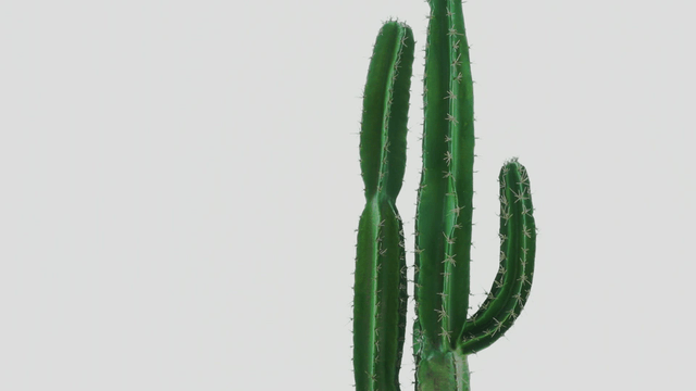 A tall green cactus