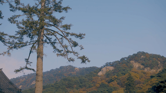 Large tree beside a hanok and an autumn-colored mountain