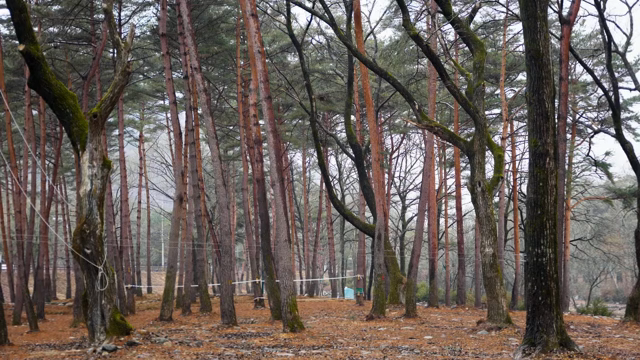 A tranquil forest with tall trees