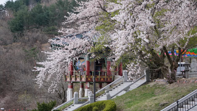전통 정자 근처의 벚꽃