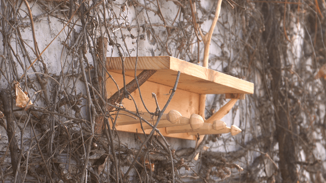 Wooden shelf placed against a wall covered with dry vines