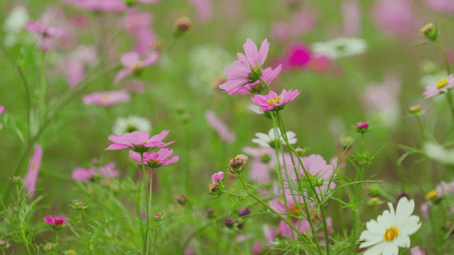 Colorful cosmos flowers in a lush field