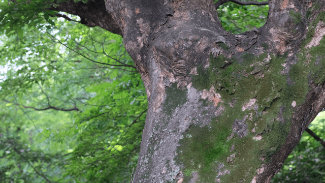 Close-up of a tree trunk with moss