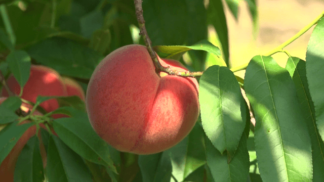 Round peaches hanging from tree branches