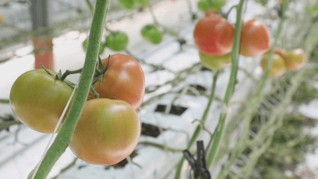 Tomatoes growing in a greenhouse