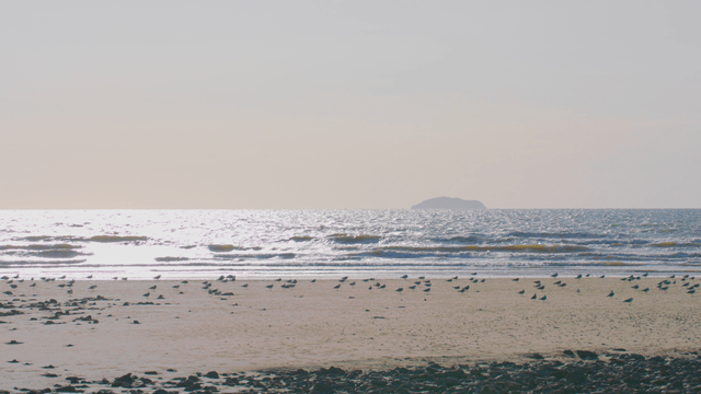 Tranquil beach with birds and a distant island