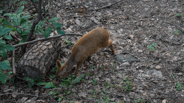 Water deer searching for food among fallen leaves in a forest
