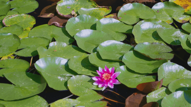 Lush water lilies with pink blossoms
