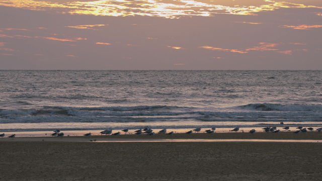 Peaceful coastal sunset with resting birds and gentle waves