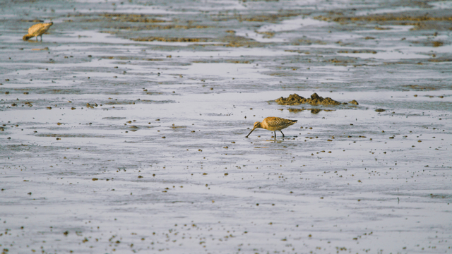 Sandpipers finding food in the muddy wetland