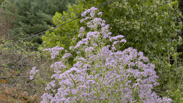 바람에 흔들리는 보라색 꽃들