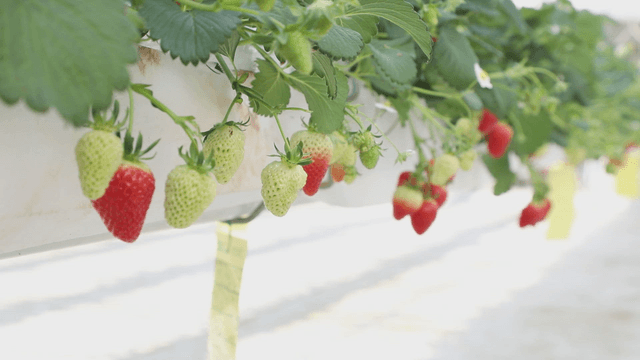 Strawberries ripening in a greenhouse