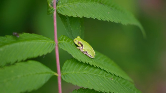 A small green frog resting on a leaf