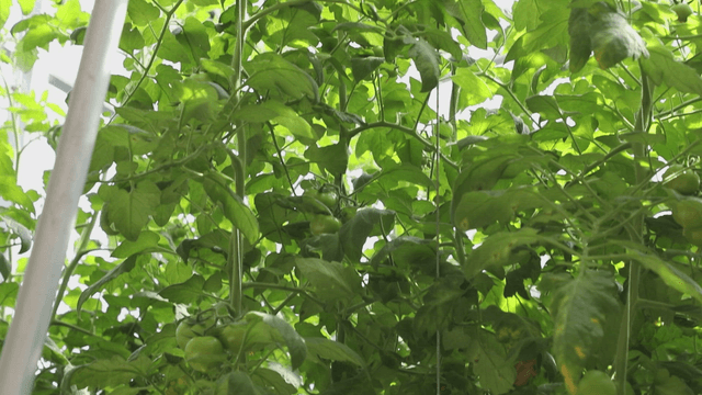 Tomatoes growing in a greenhouse