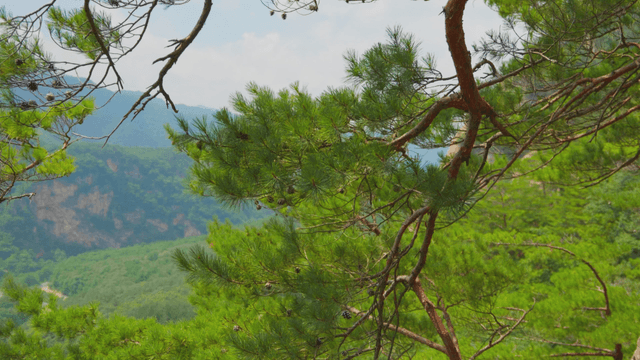 Pine trees swaying in the wind with mountains in the background