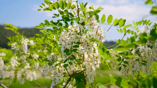White flowers blooming on a sunny day