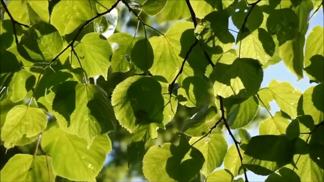 Sunlight filtering through green leaves