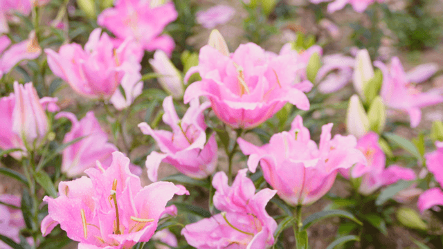 Blooming pink lilies covering a summer flower field