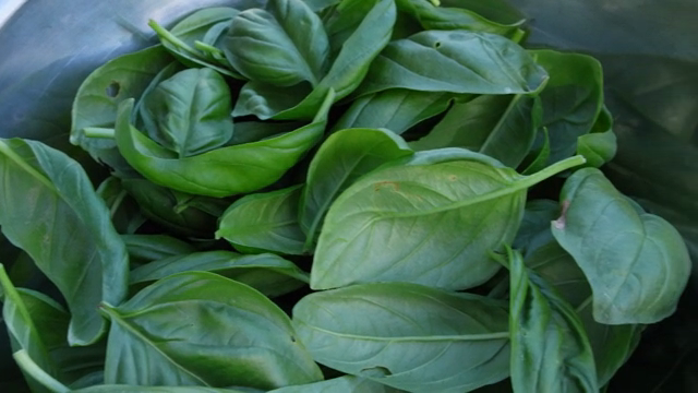 Fresh basil leaves in a metal bowl