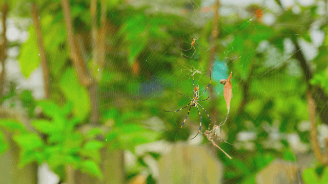 Spider weaving its web in a garden