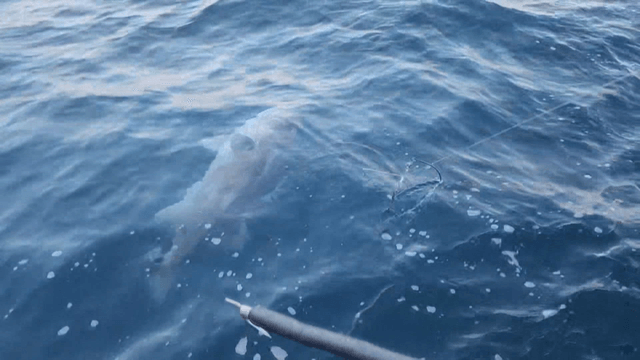 Big fish caught on a fishing gut