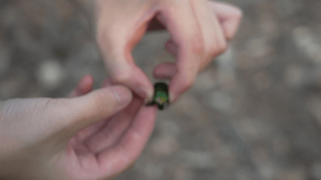 숲속에서 손으로 잡은 녹색 딱정벌레