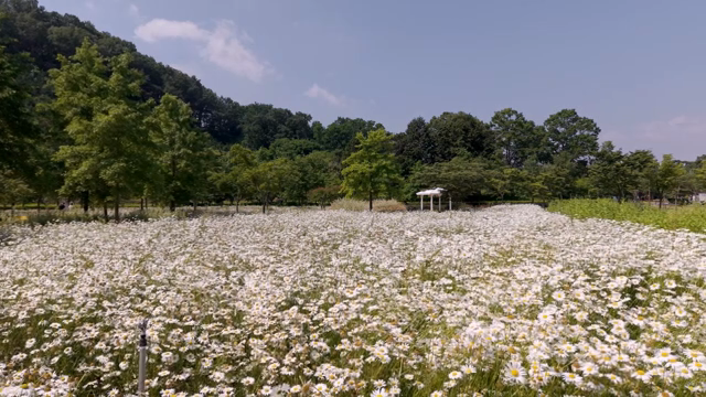 맑은 하늘 아래 데이지 꽃밭