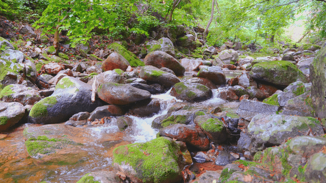 A serene forest stream with mossy rocks