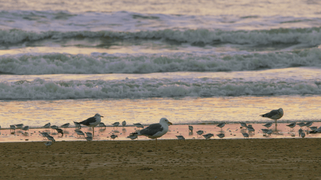 Seagulls and small sandpipers on a sandy beach