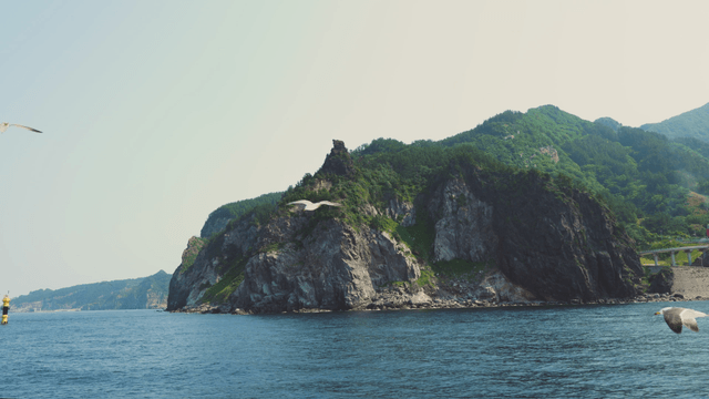 Seagulls flying over a rocky coastline