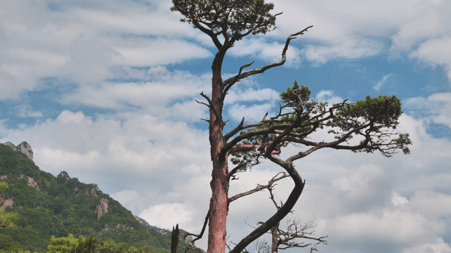 A tall pine tree in a mountainous area