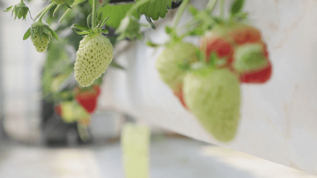Strawberries ripening in a greenhouse