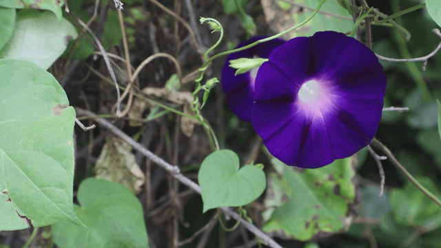 Vibrant purple morning glory in bloom