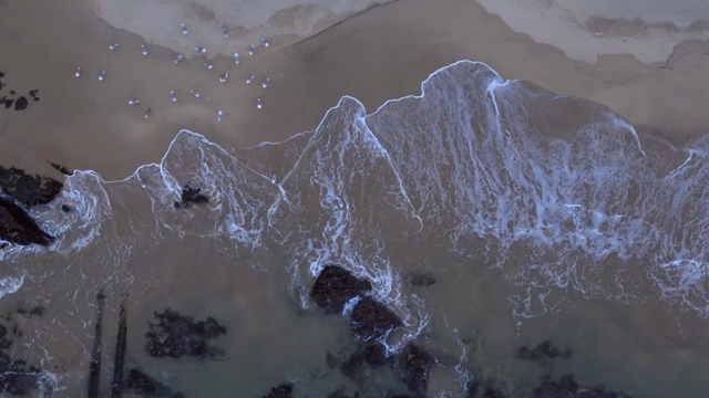 Waves and birds crashing on a sandy beach