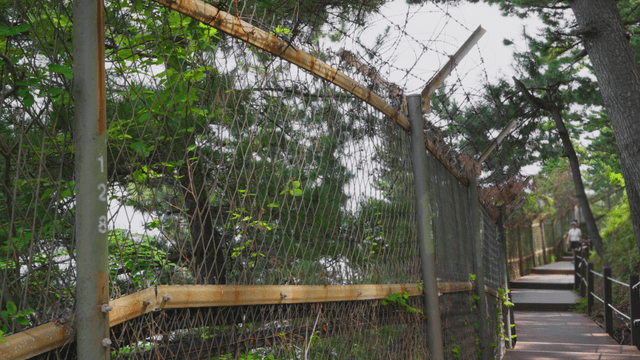 Forest trail with wire fence