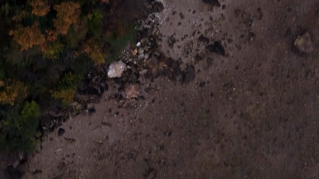 Aerial view of a forest and shoreline