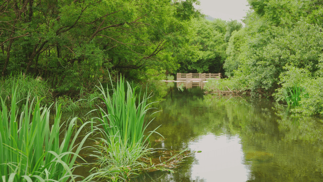 A tranquil river surrounded by lush greenery