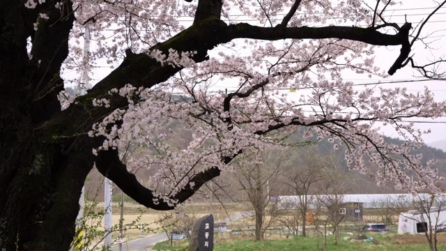 Cherry blossoms on a tree in a rural area