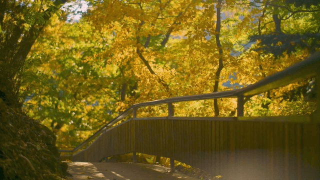 Serene forest path with autumn leaves