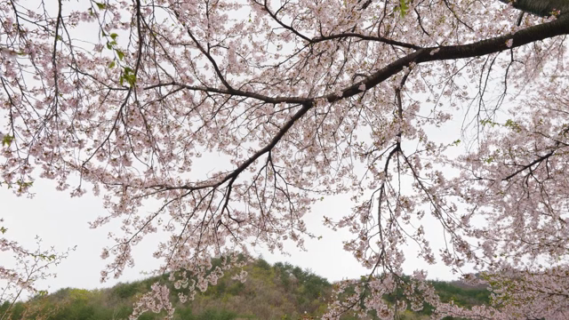 Cherry blossoms in full bloom on a branch