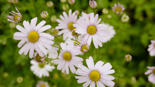 Close-up of daisies with dew drops