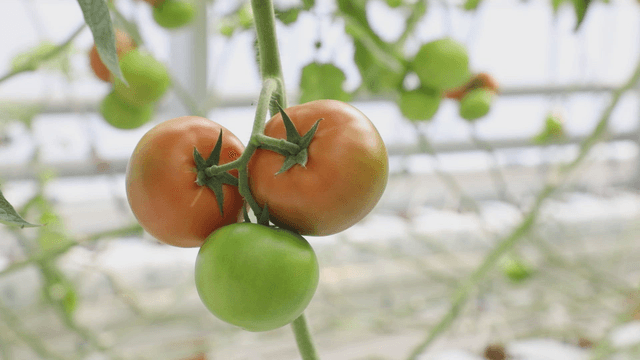 Tomatoes growing in a greenhouse