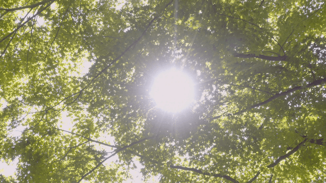 Green leaves cast through sunlight on branch