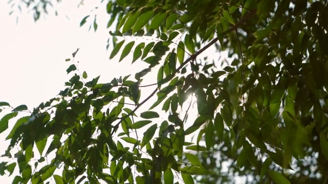 Sunlight filtering through green leaves