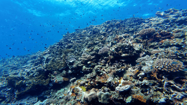 물고기로 가득한 활기찬 산호초