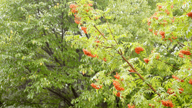 Orange blossoms hanging among green trees