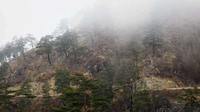 Foggy mountain landscape with pine trees