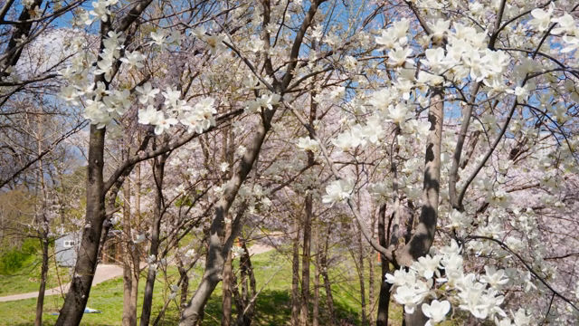 Blooming magnolia trees in spring