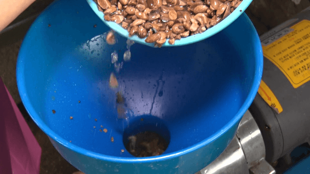 Putting soaked acorns into a machine