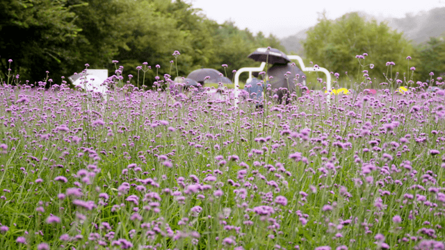 Field of purple flowers with people